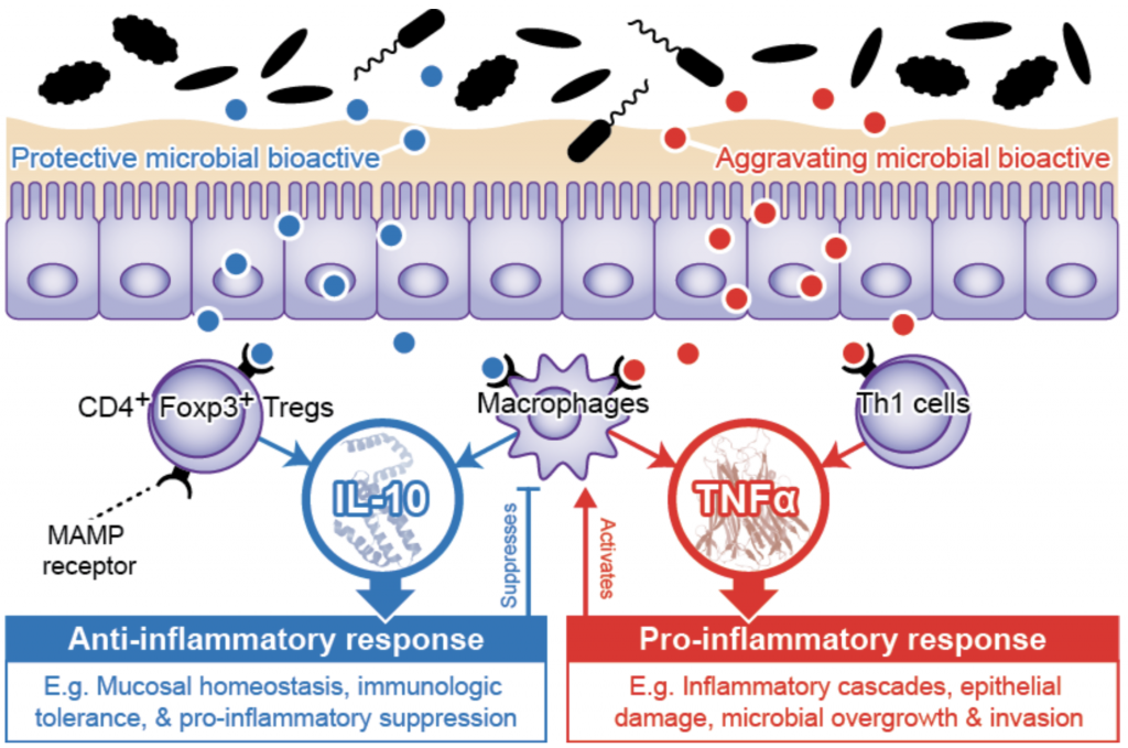 The Human Microbiome Bioactives Resource